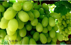 馬奶葡萄怎么保存？馬奶葡萄保存方法