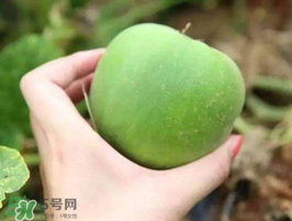 梨瓜是熱性還是涼性？梨瓜是酸性還是堿性？