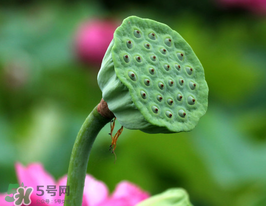 蓮蓬多少錢一斤？蓮蓬多少錢一個？