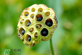 蓮蓬什么時(shí)候成熟？蓮蓬什么時(shí)候上市？