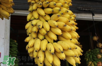 芭蕉不熟可以吃嗎？芭蕉怎么催熟