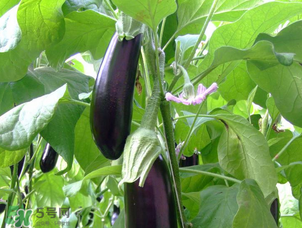 茄子怎么挑選？如何挑選茄子？