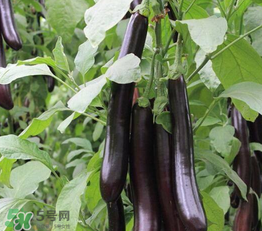 茄子皮敷臉可以祛斑嗎？茄子皮祛斑正確方法