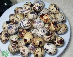 鵪鶉蛋和雞蛋哪個(gè)營(yíng)養(yǎng)價(jià)值高？鵪鶉蛋怎么選購(gòu)？