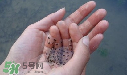 蟾蜍是不是癩蛤??？蟾蜍和青蛙的區(qū)別