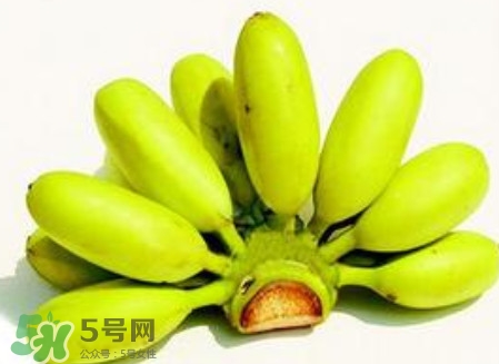 芭蕉是香蕉嗎？芭蕉和香蕉的區(qū)別