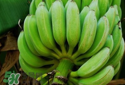 芭蕉可以放冰箱嗎？芭蕉能放冰箱保存嗎