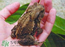 蟾蜍能治療癌癥嗎？蟾蜍能治什么病