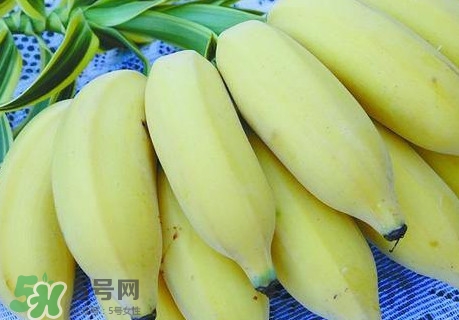 芭蕉和香蕉哪個(gè)貴？芭蕉和香蕉哪個(gè)好