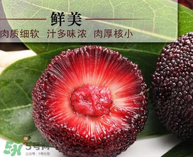 荸薺楊梅和東魁楊梅哪個好吃？荸薺楊梅跟東魁楊梅有什么區(qū)別？