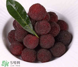 荸薺楊梅和東魁楊梅哪個好吃？荸薺楊梅跟東魁楊梅有什么區(qū)別？