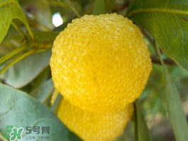 白楊梅可以泡酒嗎？白楊梅泡酒有什么功效？