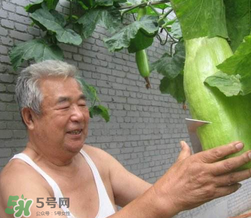 砍瓜種子哪里有賣的？砍瓜多少錢一斤？