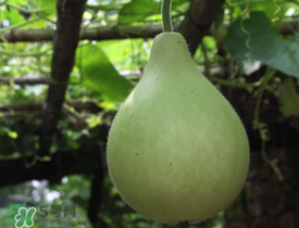 瓠子為什么會(huì)苦？瓠子苦的原因