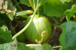 菜瓜多少錢一斤？菜瓜怎么挑？