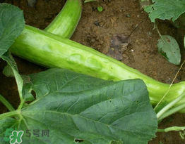 菜瓜多少錢一斤？菜瓜怎么挑？