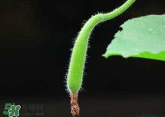 苦瓠子有毒嗎？苦瓠子中毒怎么辦？