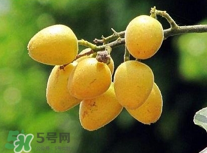 黃皮果怎么吃？黃皮果有什么功效