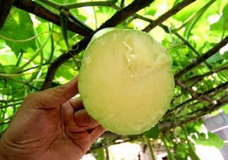 砍瓜種子哪里有賣的？砍瓜多少錢一斤？