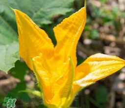 南瓜花怎么洗？南瓜花怎么處理