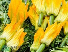 南瓜花花蕊能吃嗎？南瓜花是雌雄同株嗎
