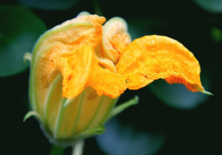 南瓜花怎么洗？南瓜花怎么處理