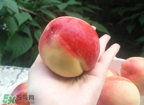 毛桃熱量高嗎？一個毛桃的熱量