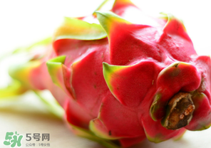 七月份可以種火龍果嗎？火龍果什么時(shí)候種植？