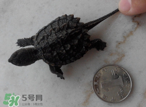 鱷龜是保護(hù)動(dòng)物嗎？鱷龜是外來物種嗎