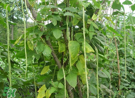 7月份可以種豆角嗎？豆角幾月份種？