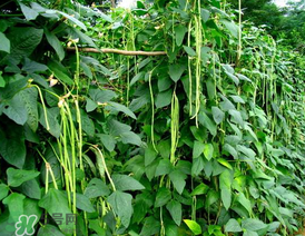 7月份可以種豆角嗎？豆角幾月份種？