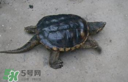 鱷龜怎么飼養(yǎng)？鱷龜吃什么