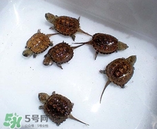 鱷龜最大能長(zhǎng)多大？鱷龜是水龜還是陸龜