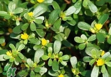 螞蚱菜是馬齒莧嗎？螞蚱菜是什么樣子的