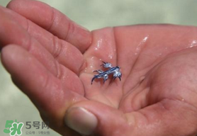 海蛞蝓可以當寵物養(yǎng)嗎？ 海蛞蝓多少錢一只？