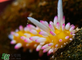 海蛞蝓可以當寵物養(yǎng)嗎？ 海蛞蝓多少錢一只？