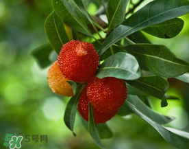 七月份還有楊梅嗎？7月份楊梅哪里有？