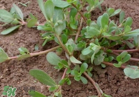 螞蚱菜怎么吃？螞蚱菜怎么做好吃