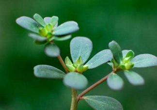 螞蚱菜洗好后怎么保存？剛采的螞蚱菜能存放幾天