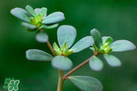 螞蚱菜和鵝蛋能在一起吃嗎？鵝蛋可以和螞蚱菜一起吃嗎