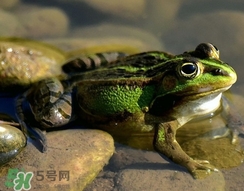 吃青蛙犯法嗎？買賣青蛙怎么處罰