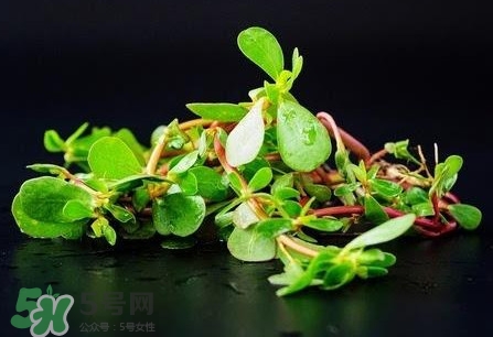 螞蚱菜是馬齒莧嗎？螞蚱菜是什么樣子的