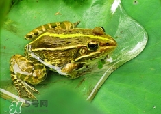 吃青蛙犯法嗎？買賣青蛙怎么處罰