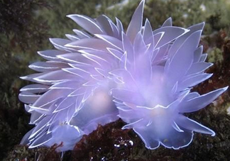 海蛞蝓可以當(dāng)寵物養(yǎng)嗎？ 海蛞蝓多少錢一只？
