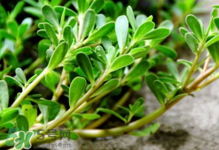 馬蜂菜治什么??？馬蜂菜的功效與作用