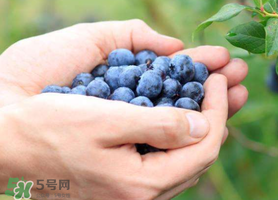 藍(lán)莓什么品種好？盆栽藍(lán)莓什么品種好？