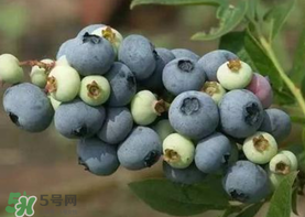 藍(lán)莓什么品種好？盆栽藍(lán)莓什么品種好？