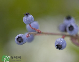 野生藍(lán)莓多少錢一斤？野生藍(lán)莓多少錢一箱？