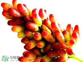 美人指葡萄多少錢一斤？美人指葡萄是轉(zhuǎn)基因嗎？
