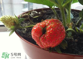 七月份有草莓嗎？7月份有草莓嗎？